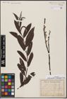 Foto von Salix aurita L. x Salix eleagnos Scop.